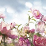 loccitaneflowerslr